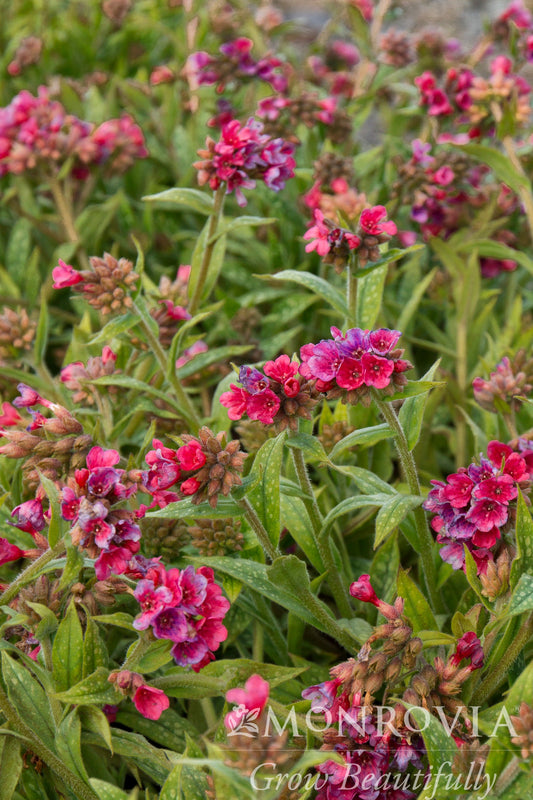 Pulmonaria | Raspberry Splash Lungwort - 1 Gallon