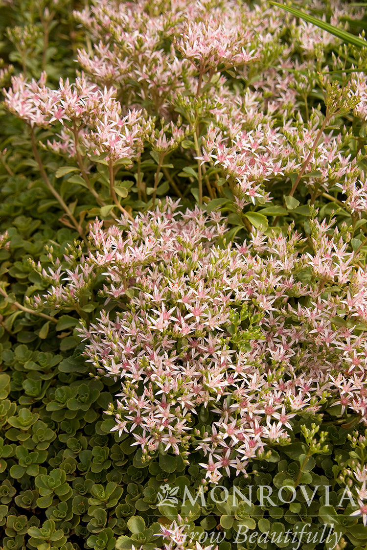 Sedum | John Creech Stonecrop