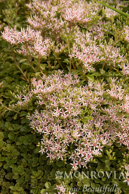 Sedum | John Creech Stonecrop