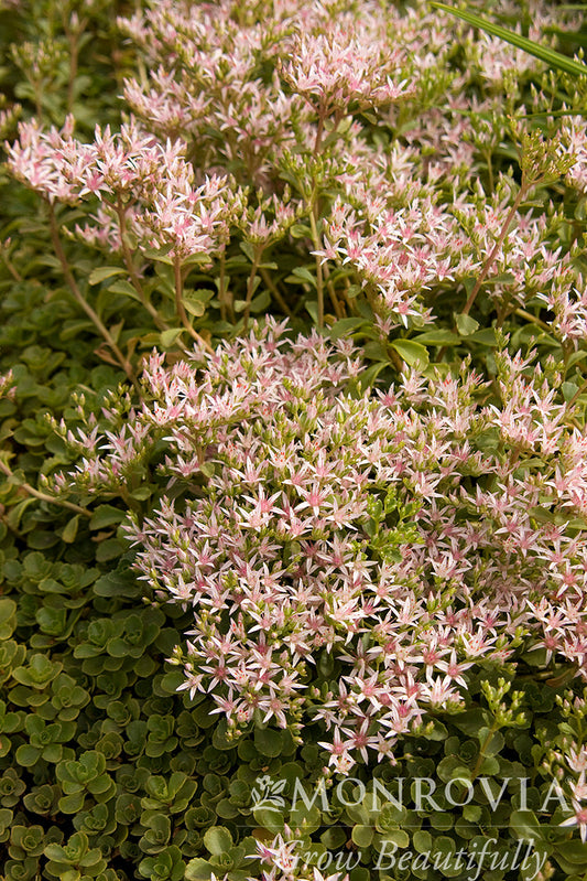 Sedum | John Creech Stonecrop - 1 Gallon