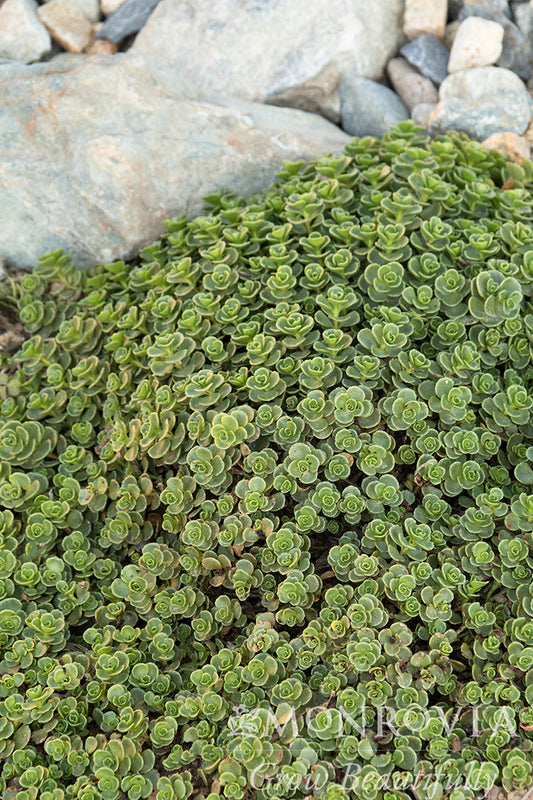 Sedum | John Creech Stonecrop - 1 Quart