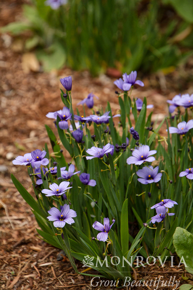 Sisyrinchium | Lucerne Blue-Eyed Grass