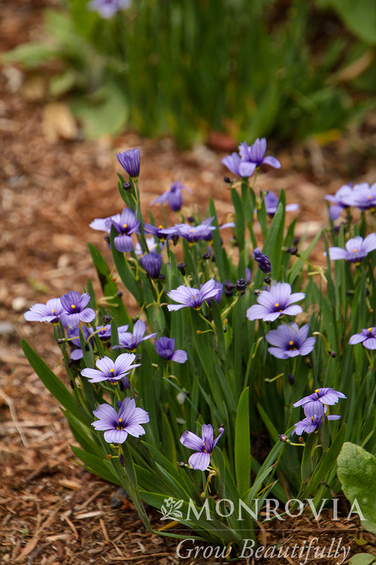 Sisyrinchium | Lucerne Blue-Eyed Grass