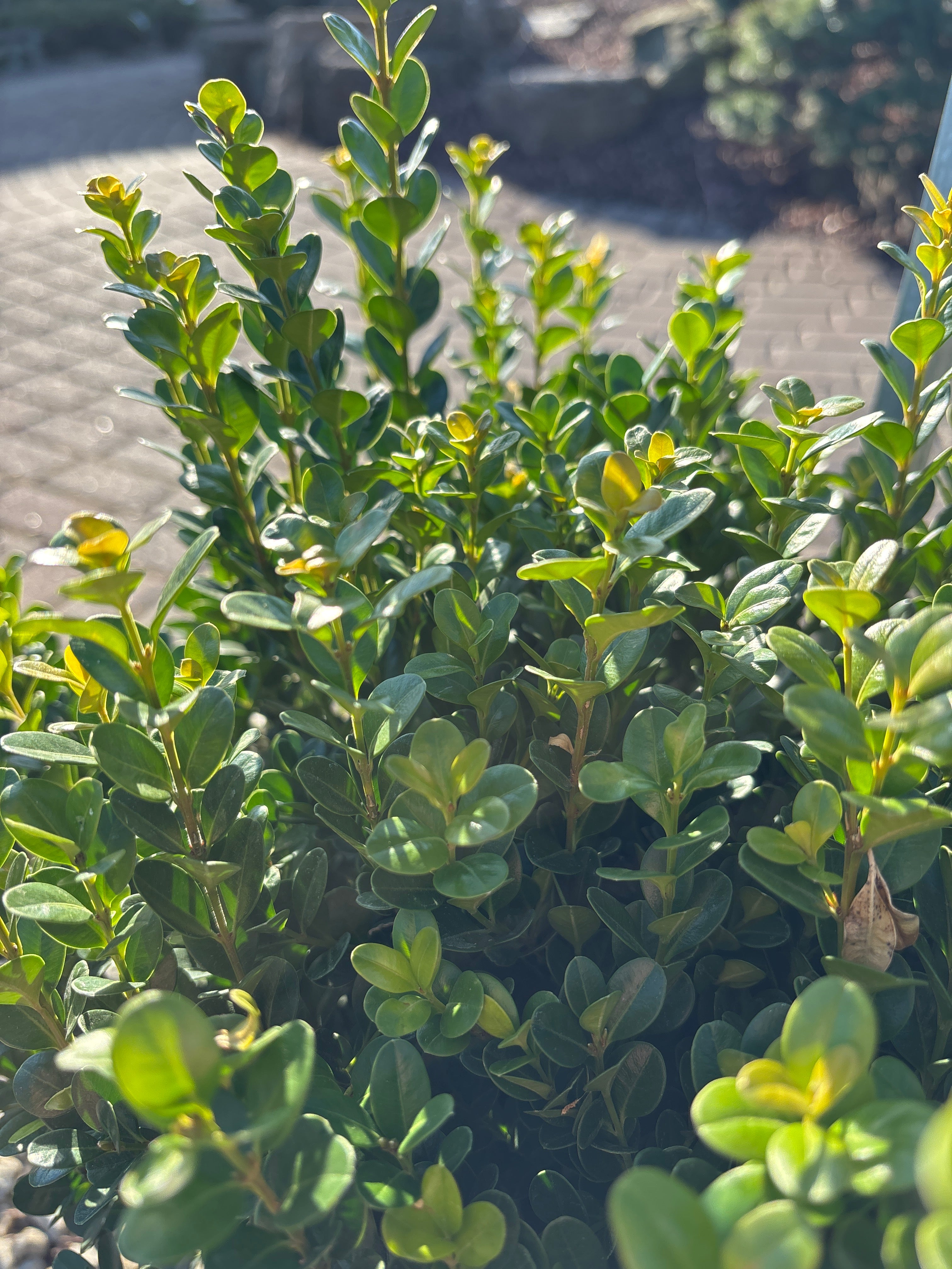 Buxus | NewGen Freedom Boxwood - 2 Gallon - Berns Garden Center
