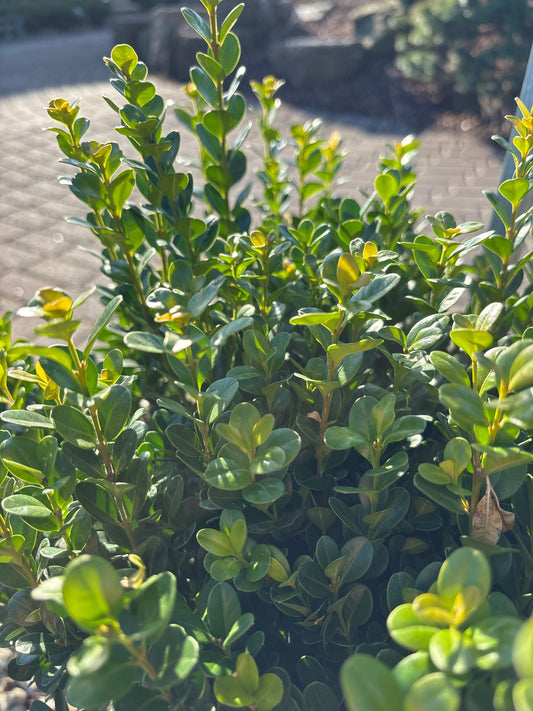 Buxus | NewGen Freedom Boxwood - 2 Gallon