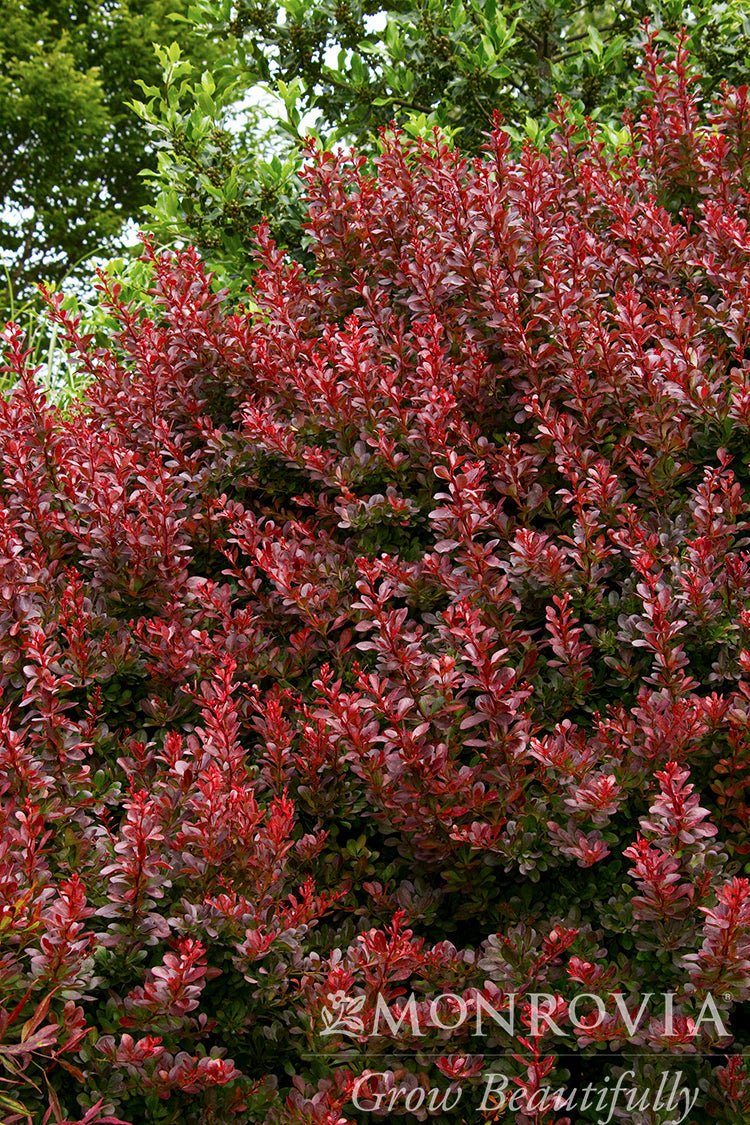 Berberis | Cherry Bomb Barberry - 2 Gallon