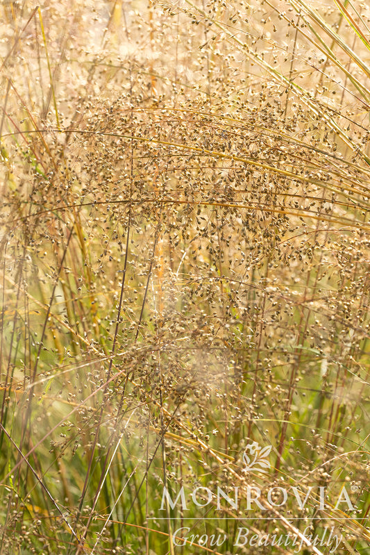 Sporobolis | Prairie Dropseed