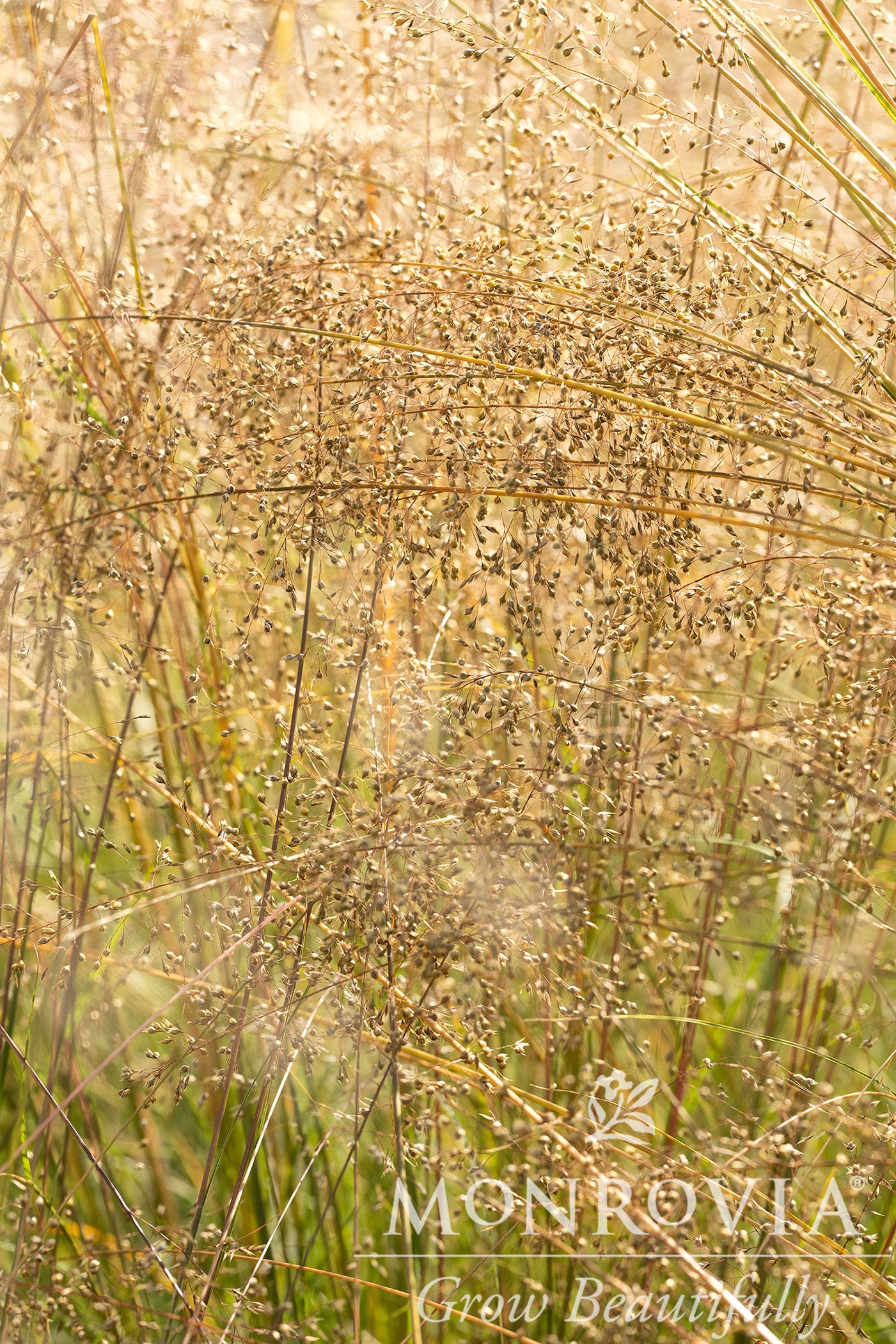 Sporobolis | Prairie Dropseed - 1 Gallon