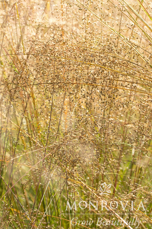 Sporobolis | Prairie Dropseed - 1 Gallon