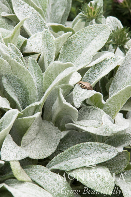 Stachys | Big Ears Lamb's Ear - 1 Quart