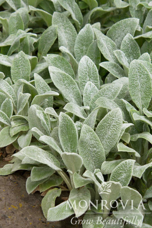 Stachys | Silver Carpet Lamb's Ear - 1 Gallon