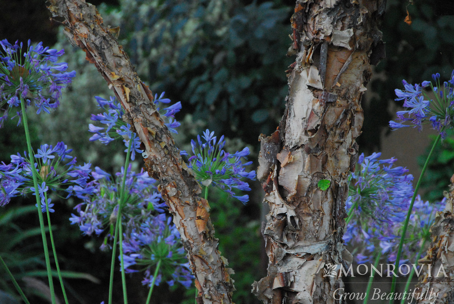 Betula | River Birch