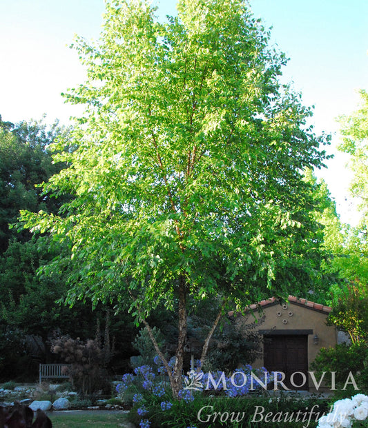 Betula | River Birch - 5 Gallon