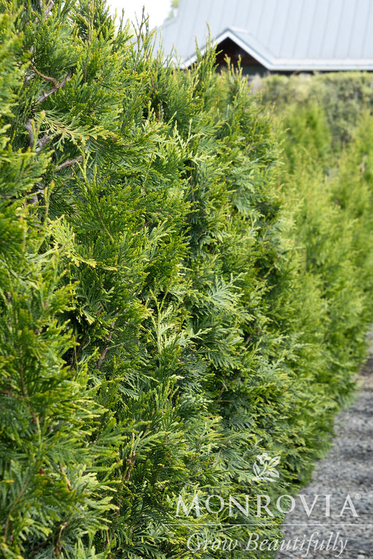 Thuja | Green Giant Arborvitae - 25 Gallon
