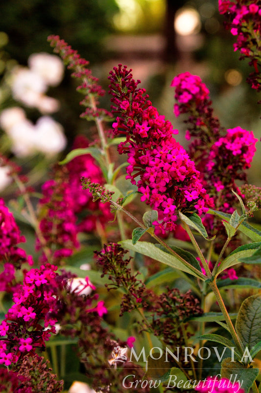 Buddleia | Royal Red Butterfly Bush - 2 Gallon