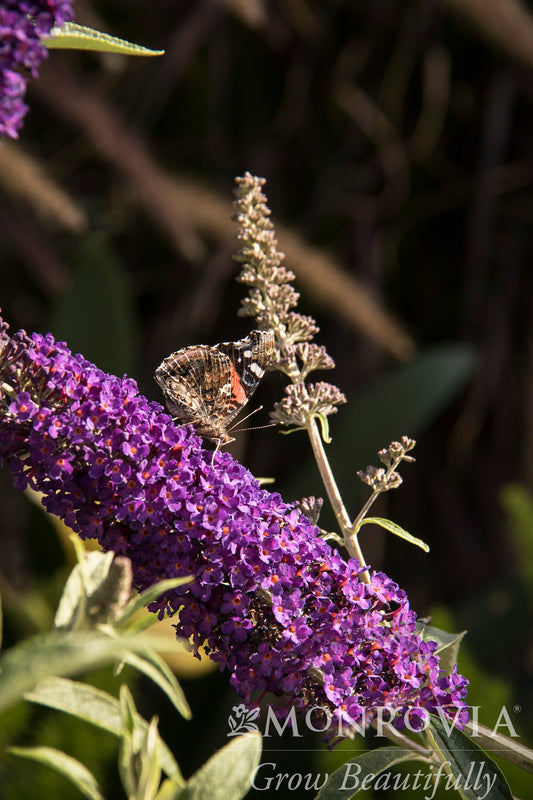 Buddleia | Black Knight Butterfly Bush - 3 Gallon