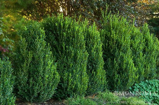 Buxus | Green Mountain Boxwood | Natural - 10 Gallon