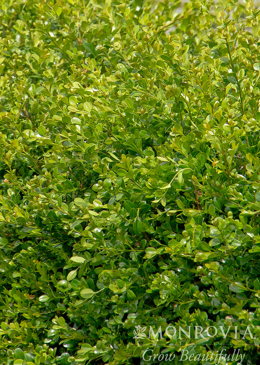 Buxus | Winter Gem Boxwood