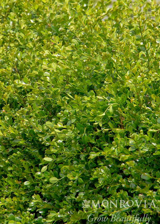 Buxus | Winter Gem Boxwood