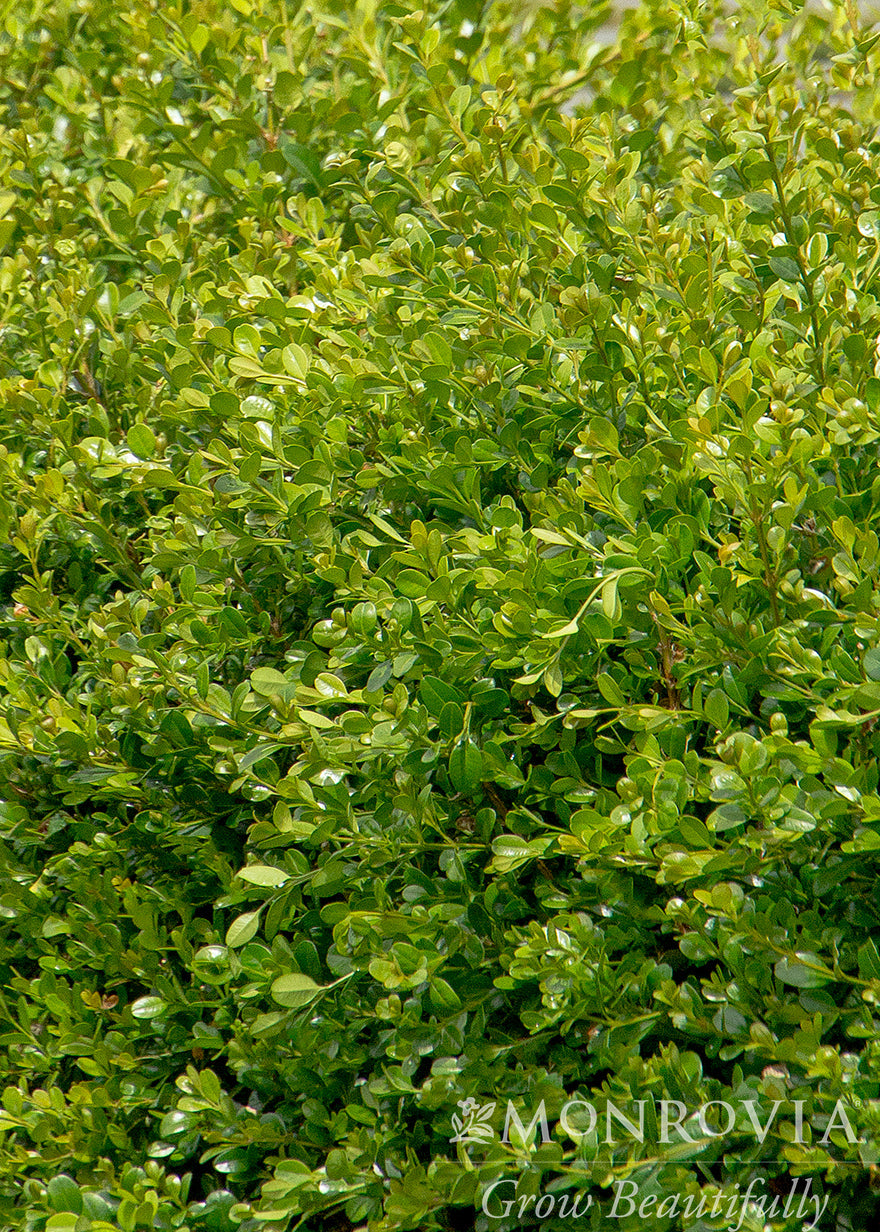 Buxus | Winter Gem Boxwood - 6 Gallon
