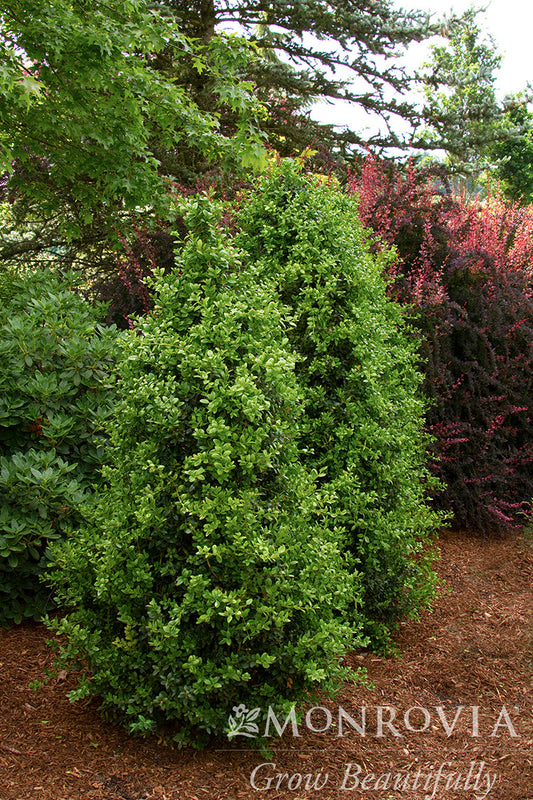 Buxus | Green Tower Boxwood - 2 Gallon