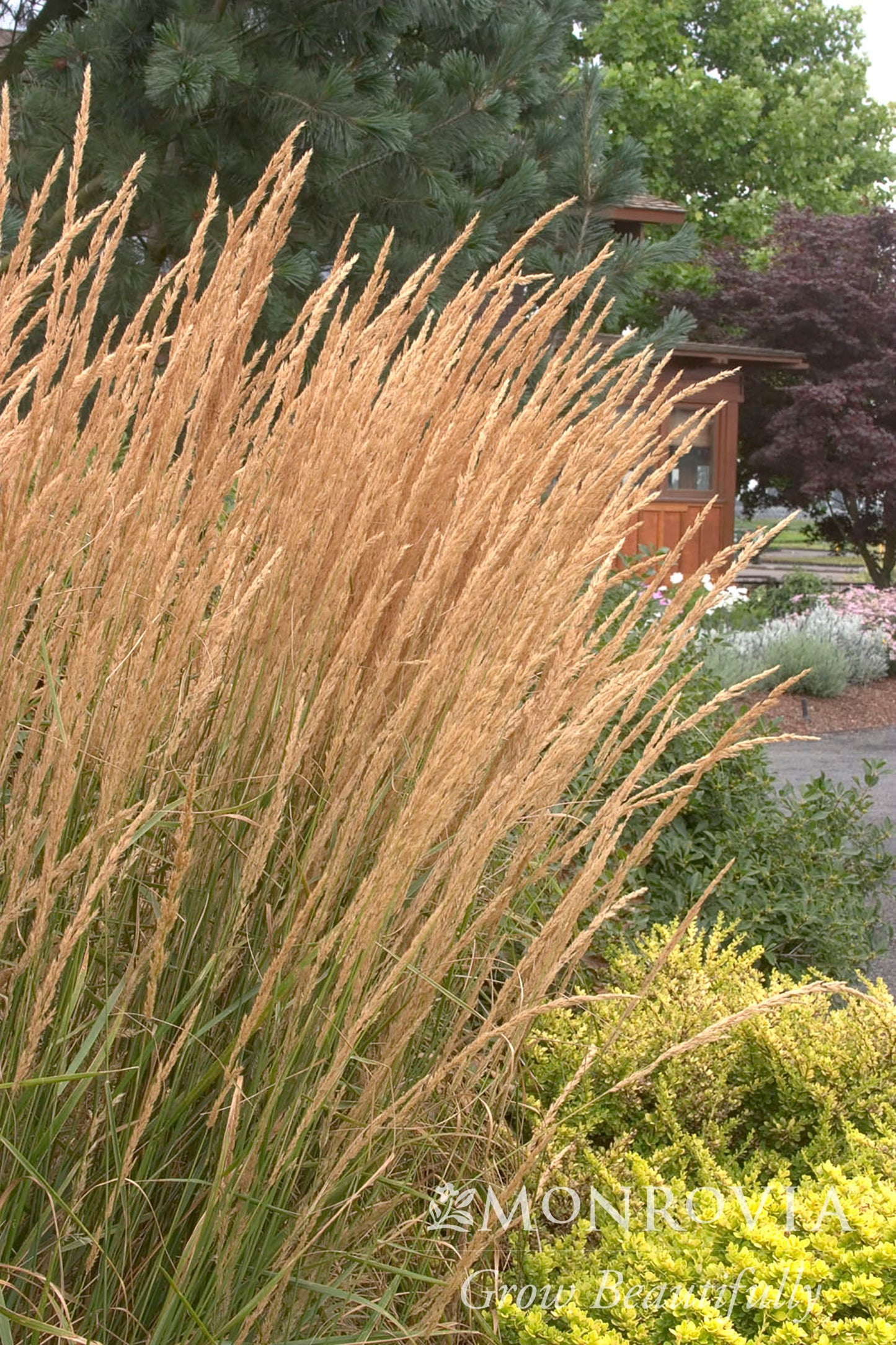 Calamagrostis | Karl Foerster Feather Reed Grass - 3 Gallon