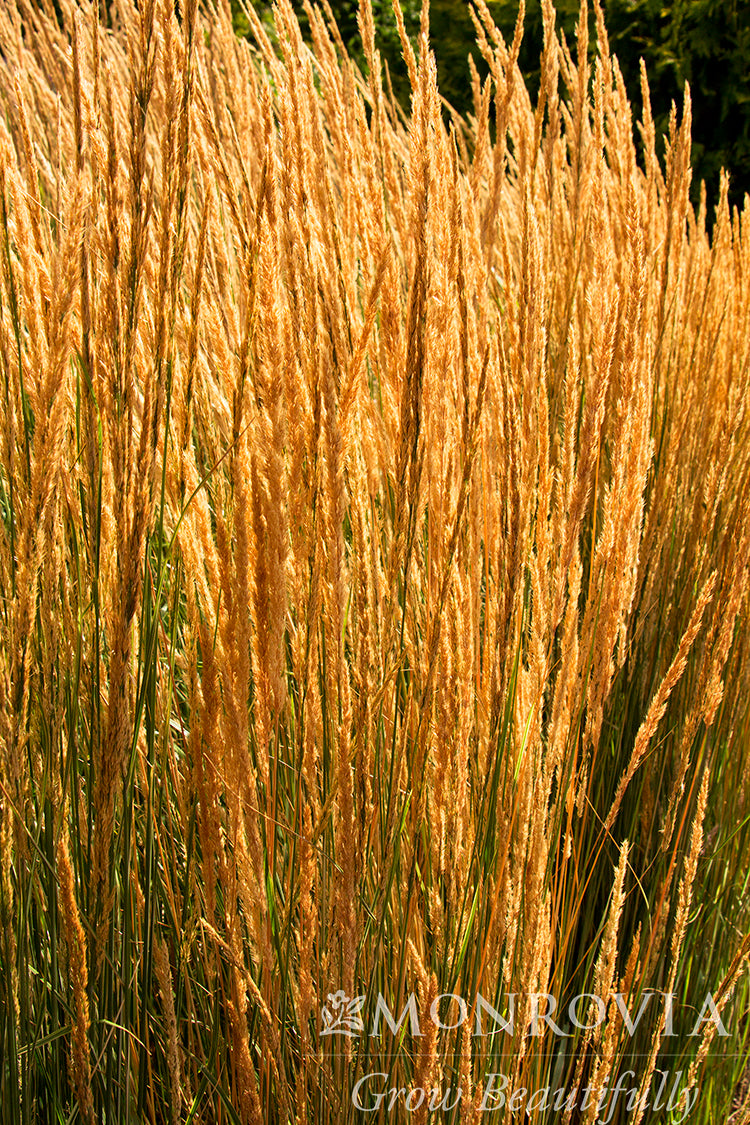 Calamagrostis | Overdam Feather Reed Grass - 3 Gallon