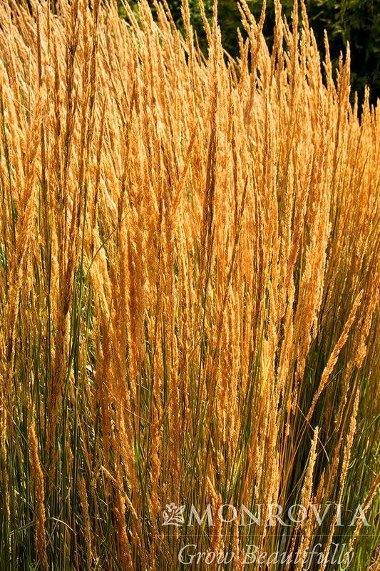 Calamagrostis | Overdam Feather Reed Grass - 3 Gallon
