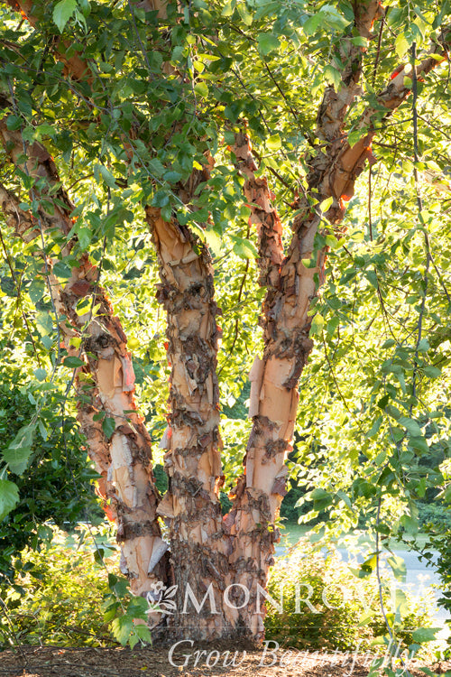 Betula | Heritage River Birch | Multi-Stem - 10 Gallon