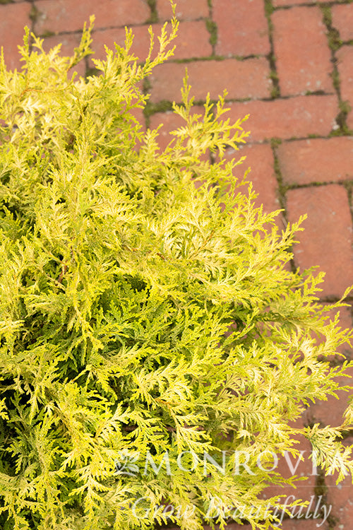 Chamaecyparis | Vintage Gold False Cypress