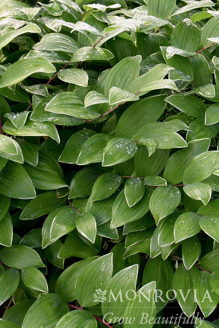 Polygonatum | Variegated Solomon's Seal