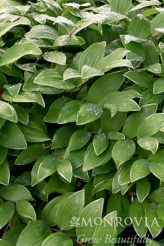 Polygonatum | Variegated Solomon's Seal - 1 Gallon