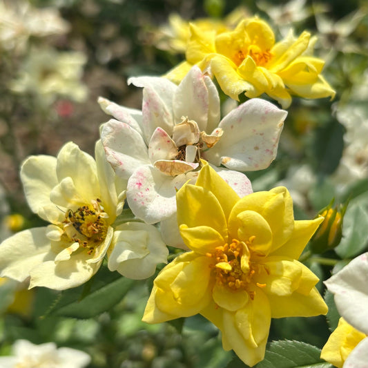 Rosa | Drift Rose | Lemon - 3 Gallon