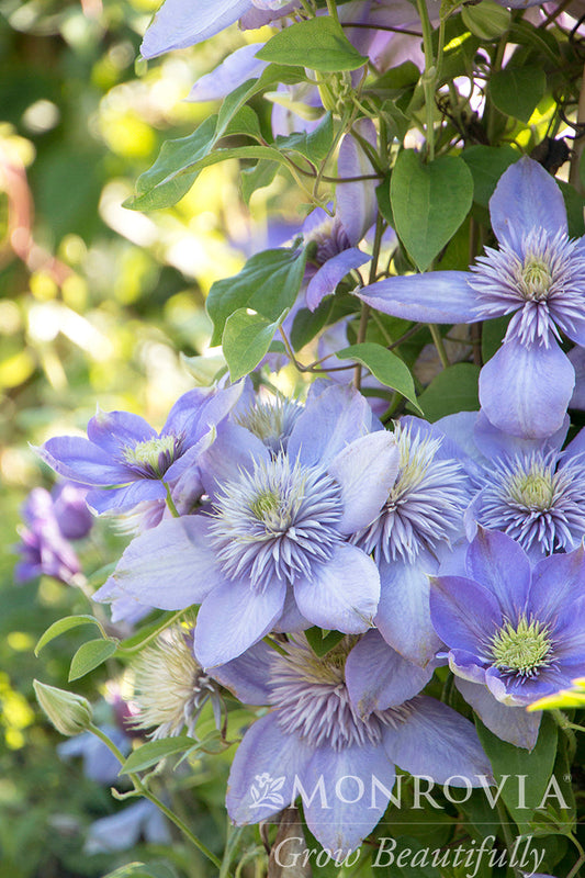 Clematis | Blue Light Clematis - 1 Gallon