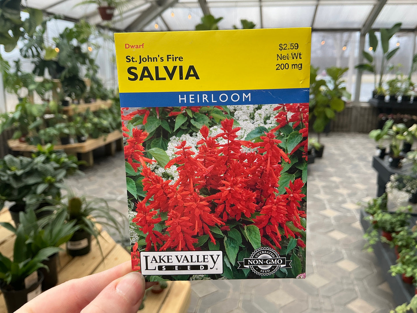 Salvia | Salvia Seed
