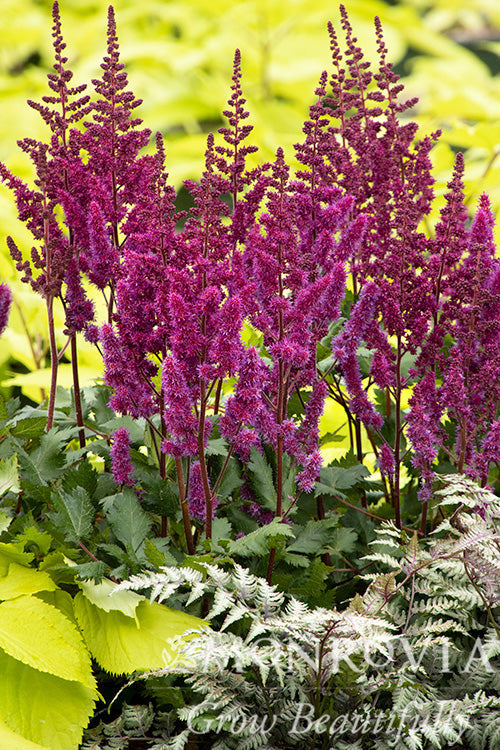 Astilbe | Vision Chinese Astilbe | Vision in Red - 1 Gallon