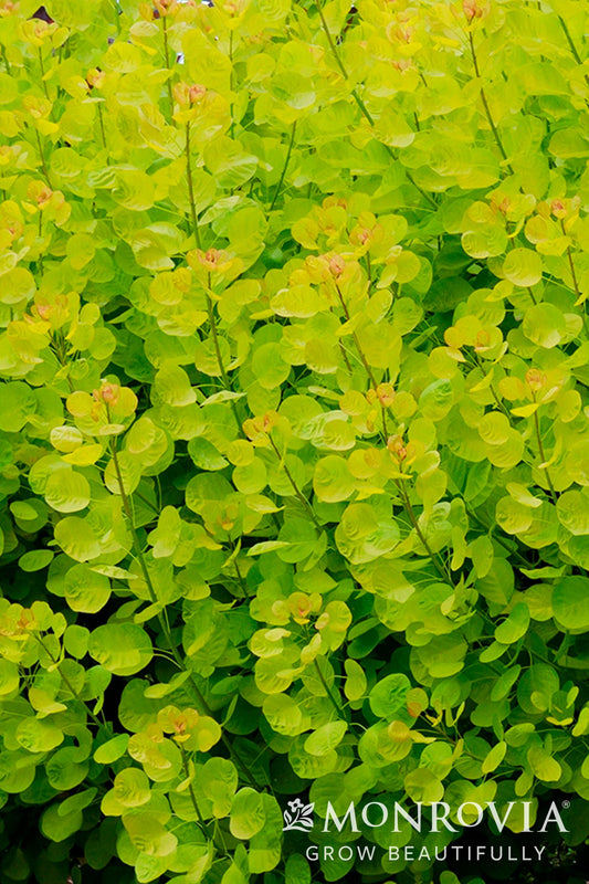 Cotinus | Golden Spirit Smokebush - 2 Gallon