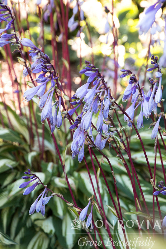 Hosta | Cherry Berry Hosta - 3 Gallon