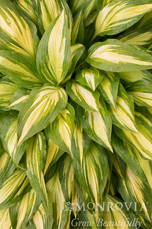 Hosta | Cherry Berry Hosta