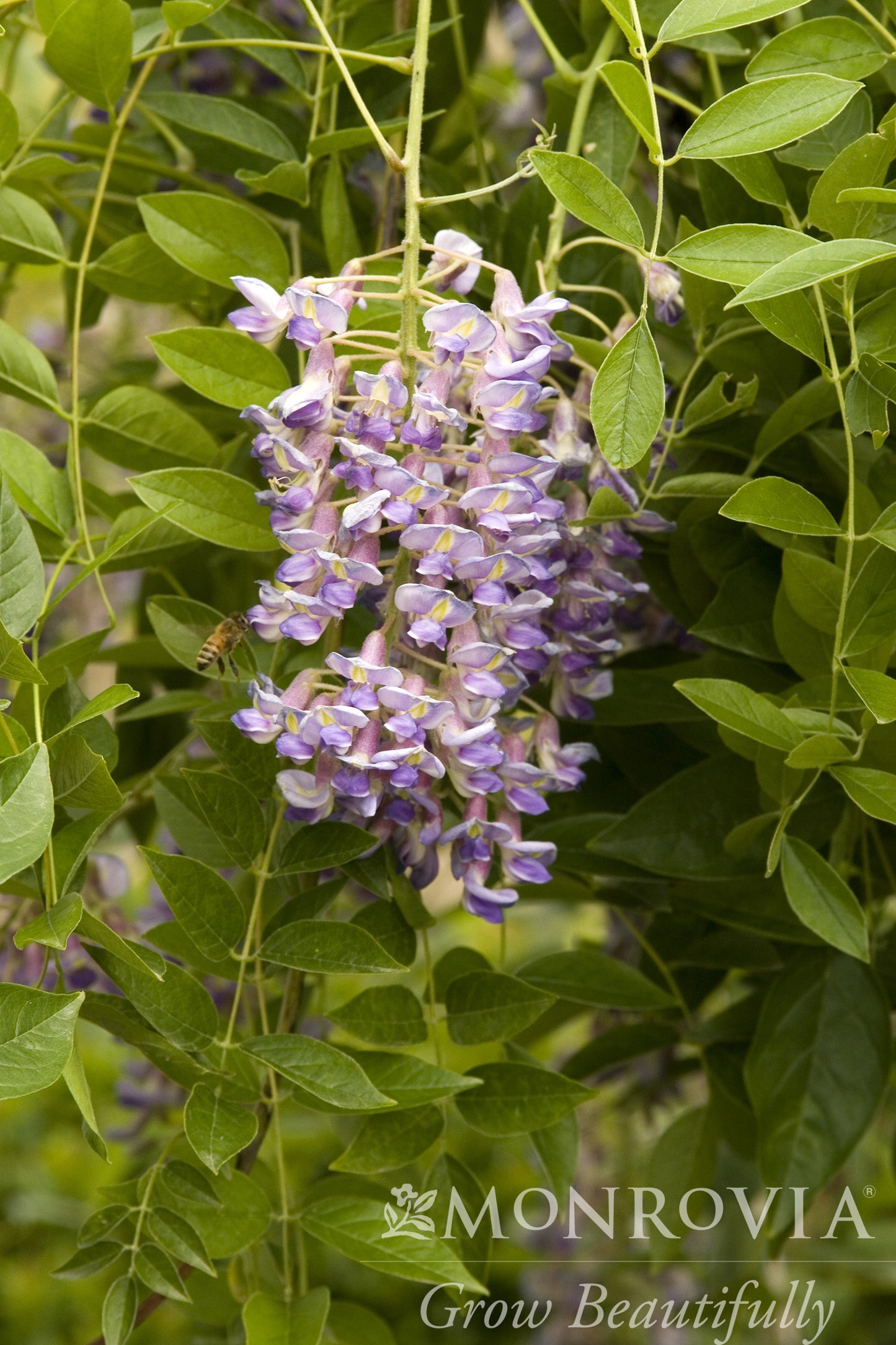 Wisteria | Blue Moon Kentucky Wisteria