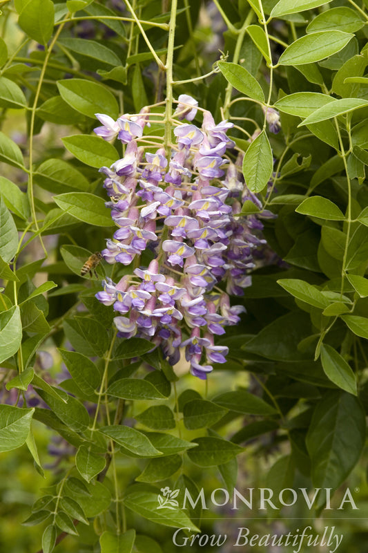 Wisteria | Blue Moon Kentucky Wisteria