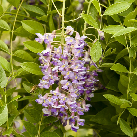 Wisteria | Blue Moon Kentucky Wisteria - 5 Gallon