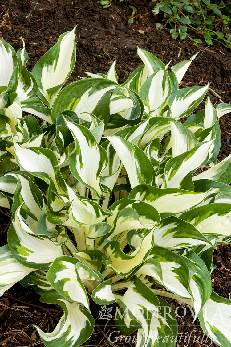 Hosta | Fire and Ice Hosta - 1 Gallon