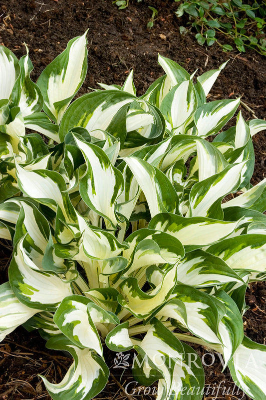 Hosta | Fire and Ice Hosta - 1 Gallon