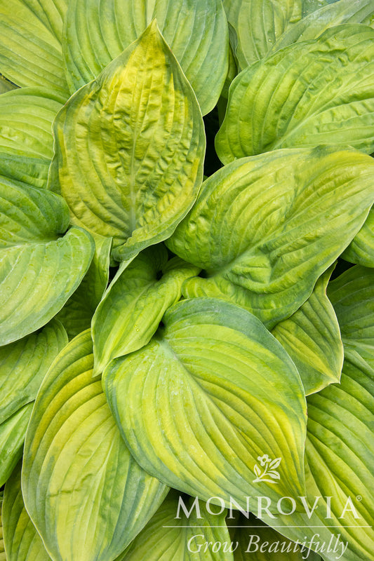 Hosta | Guacamole Hosta