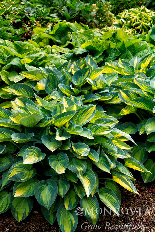 Hosta | June Hosta
