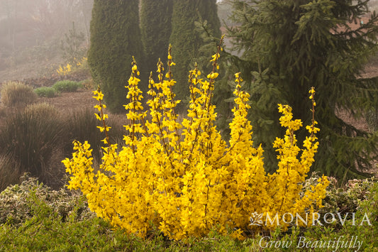 Forsythia | Magical Gold Forsythia