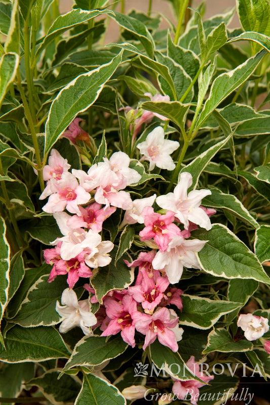 Weigela | Magical Fantasy Weigela - 2 Gallon