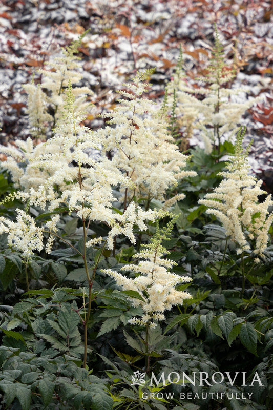 Astilbe | Vision Chinese Astilbe | Vision in White - 1 Gallon