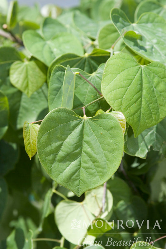 Cercis | Lavender Twist Weeping Redbud